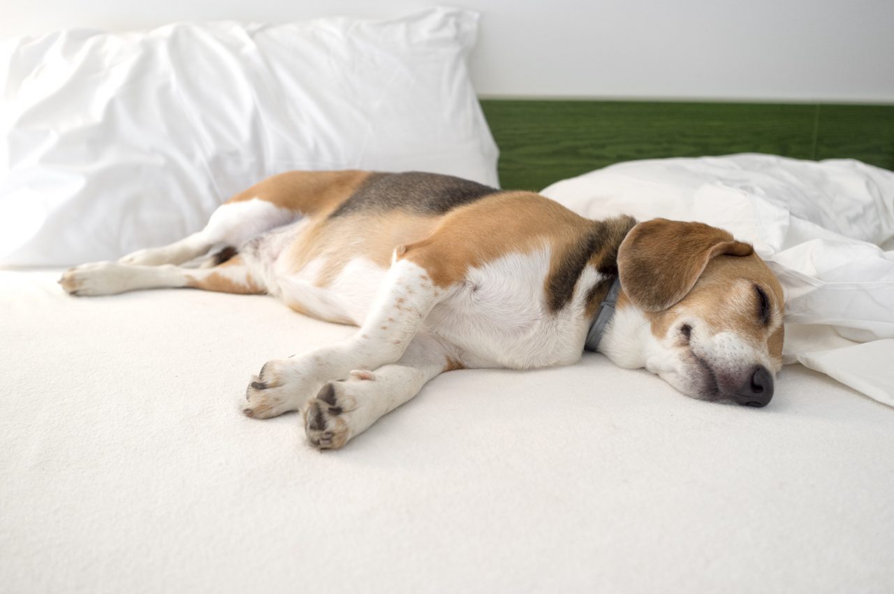 Entspannter Beagle im Bett